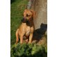 Chica, Rhodesian Ridgeback & ? - Hündin