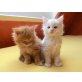 Chica Roja, Cynthia, Candy, Maine Coon - Katze