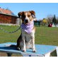 Chicca, Beagle Cattel Dog - Hündin