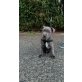 Chicco, Amerikanischer Staffordshire-Terrier Welpen - Rüde