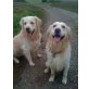 Chicco & Chucky, Golden Retriever - Rüde
