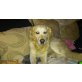 Chicco, Golden Retriever - Rüde