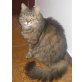 Chicco, Main Coon Mischling - Kater