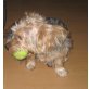 Chicco, Yorkshire Terrier - Rüde