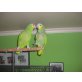 Chicco und Coco, Venuzuela Amazone - männlich