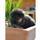 Chicco von der Kapellenhöhe, Deutscher Schäferhund - Rüde