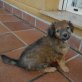 Chicki, Mix - Hündin