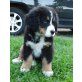 Chico, Berner Sennenhund Welpen - Rüde
