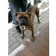 Chico, Boxer - Rüde
