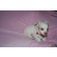 Chico, Chihuahua kurzhaariger Schlag Welpen - Rüde