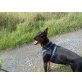Chico, Dobermann - Rüde