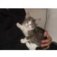 Chico, ??? - Kater
