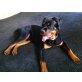 Chico, Rottweiler Welpen - Rüde