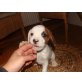 Chico, Sehr lieber Franz.Bulldoggenmixbub abzugeben! Welpen - Rüde