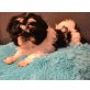 Chico, Shih Tzu - Rüde