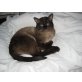 Chico, Siamesen - Kater