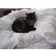 Chico, Thai - Kater