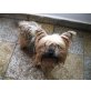 Chico, Yorkshire Terrier - Rüde