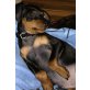 Chico, Zwergpinscher Welpen - Rüde