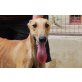 Chico,sehr verschmust, Galgo Español - Rüde