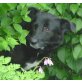 Chico, sucht PS oder Endplatz - Rüde
