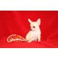 Chihhuahua Welpen  - Rüde