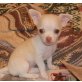Chihhuahua Welpen - Rüde