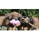 Chiho, Rhodesian Ridgeback Welpen - Rüde