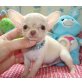 Chihuahua, Chihuahua kurzhaariger Schlag - Hündin
