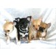 Chihuahua, Chihuahua kurzhaariger Schlag - Hündin