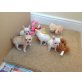 Chihuahua, Chihuahua kurzhaariger Schlag - Hündin