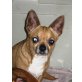 Chihuahua, Chihuahua kurzhaariger Schlag - Hündin
