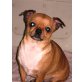 Chihuahua, Chihuahua kurzhaariger Schlag - Hündin