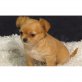 Chihuahua , Chihuahua kurzhaariger Schlag - Rüde