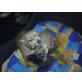 Chihuahua, Chihuahua kurzhaariger Schlag Welpen - Rüde