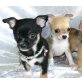 Chihuahua, Chihuahua langhaariger Schlag - Hündin