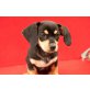 Chihuahua-Dackel  Mix Welpen - Rüde