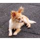 Chihuahua - Hündin