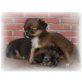 Chihuahua / Japan Chin Welpen - Rüde
