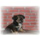 Chihuahua / Japan Chin Welpen - Rüde
