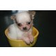 Chihuahua-JapanChin - Rüde