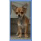 Chihuahua Jungrüde mit VDH Papieren - Rüde