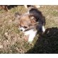 Chihuahua MINI - Rüde