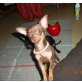 Chihuahua Mädchen sehr schön , Chihuahua kurzhaariger Schlag Welpen - Hündin