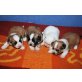 Chihuahua-Malteser - Rüde