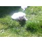Chihuahua Mischling - Hündin
