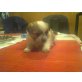 Chihuahua Mischling - Rüde