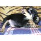 Chihuahua Mischlinge Welpen - Hündin