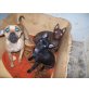 Chihuahua Mix Family - Hündin