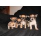Chihuahua-Mix - Hündin